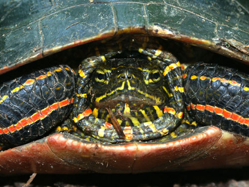 Painted Turtle Care Sheet Reptiles - Painted Turtle Paint Colour