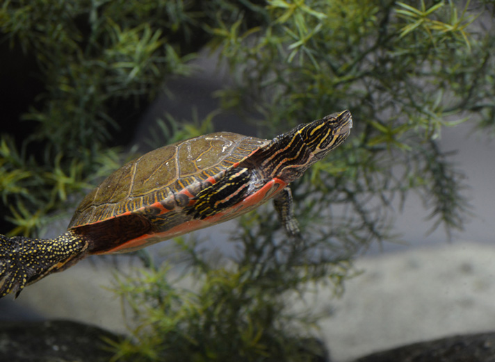 Painted turtle