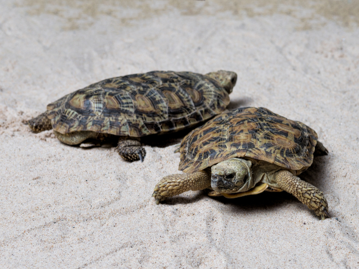 Pancake tortoise