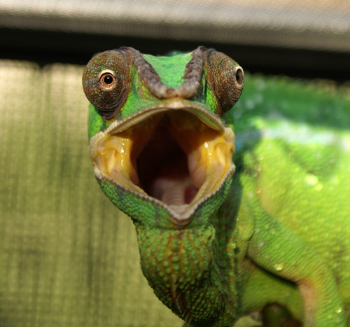 Panther Chameleon Care Sheet - Reptiles Magazine