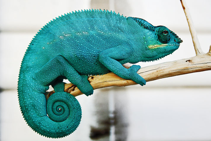 Blue Panther Chameleon