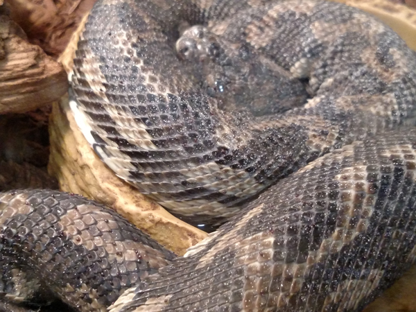 parasitic mites on snakes