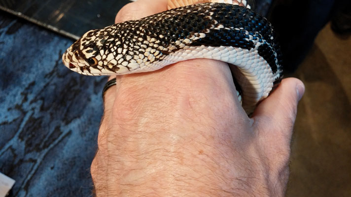 Northern pine snake  Smithsonian's National Zoo and Conservation Biology  Institute