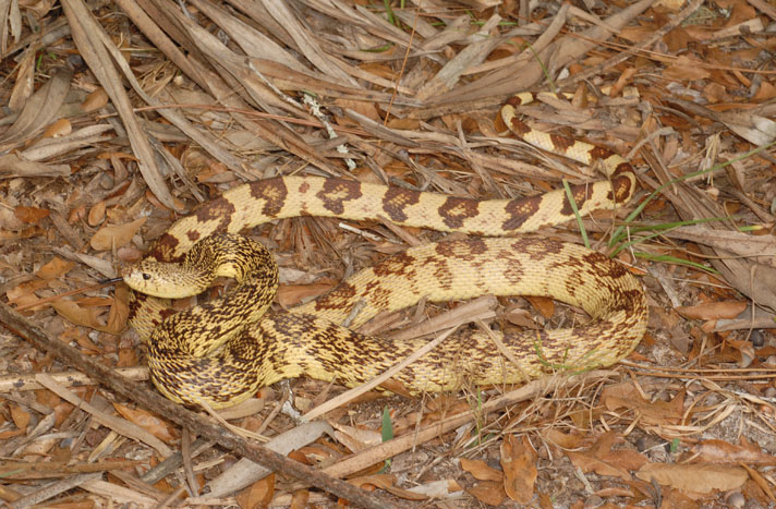 Louisiana pine snake (Pituophis melanoleucus ruthveni)