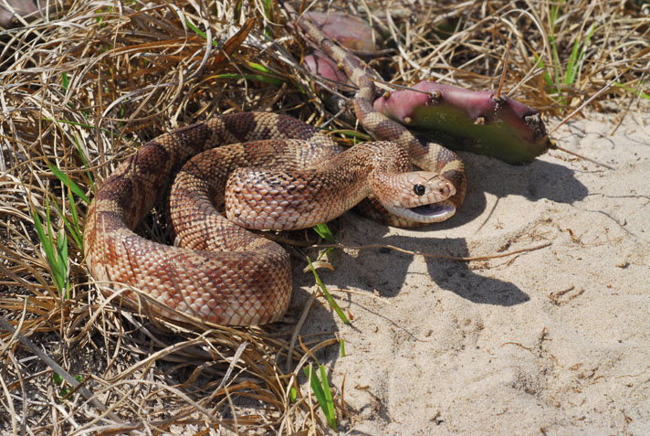 The Florida pine snake (Pituophis melanoleucus mugitus)