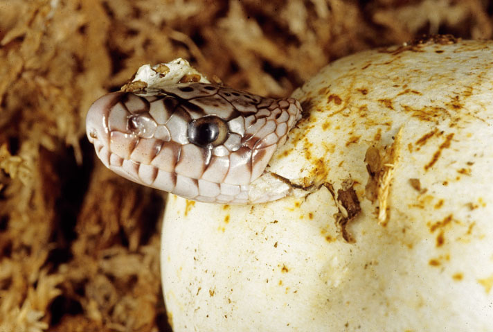 Pituophis melanoleucus melanoleucus hatching