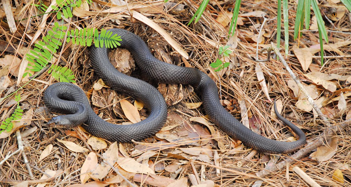 The black pine snake (Pituophis melanoleucus lodingi)