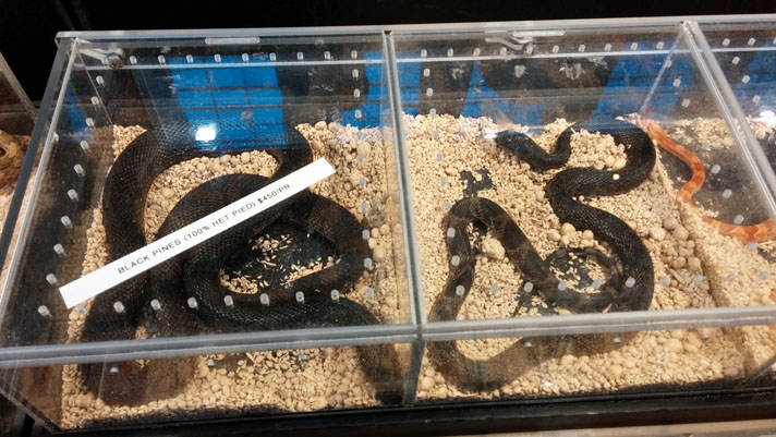 A black pine snake waiting to be sold at an expo.