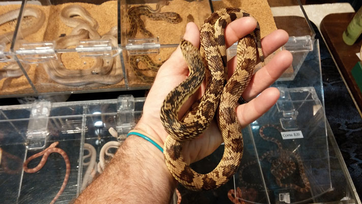 A Louisiana pine snake found at an expo.