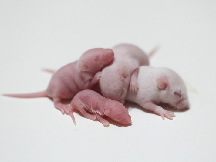 Pinky mice and rat pups are great foods for juvenile snakes.