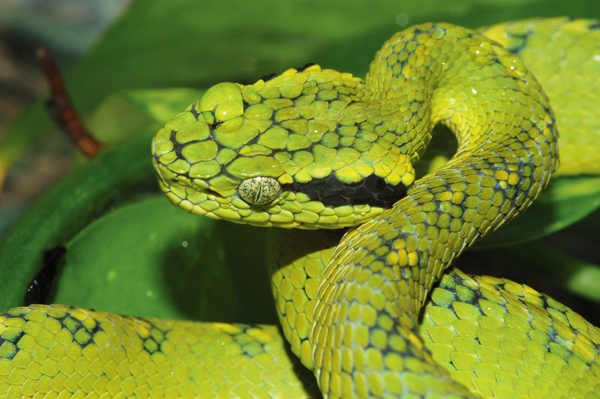 Palm Pit Vipers Of The Genus Bothriechis