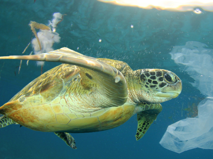 A sea turtle swims through ocean pollution.