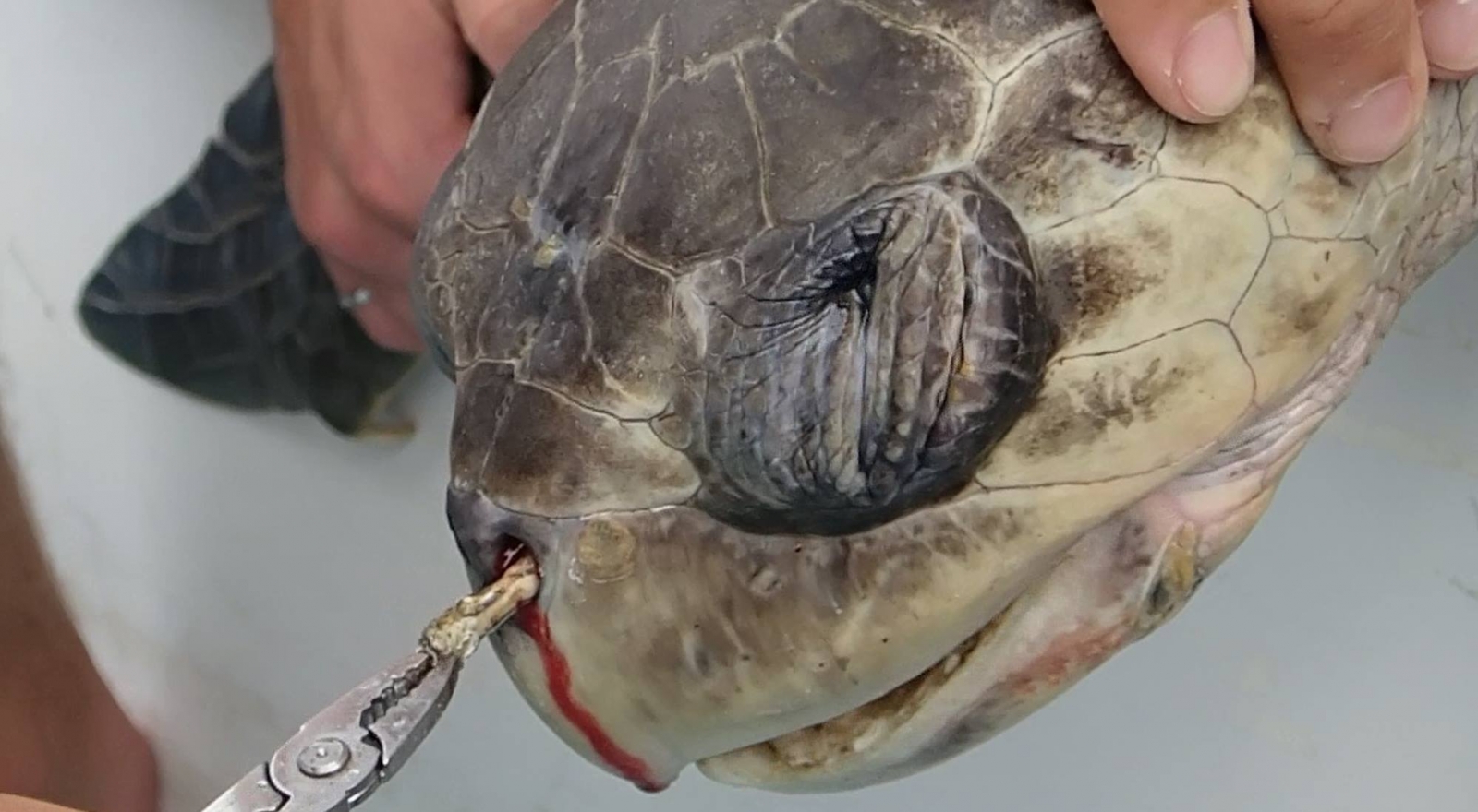 This sea turtle had a plastic straw lodged in its nose