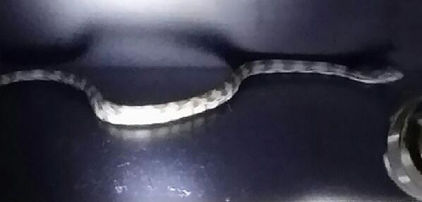 snake in portland trailblazers locker room