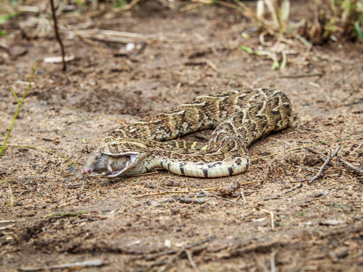 Puff adder feeding on mouse.