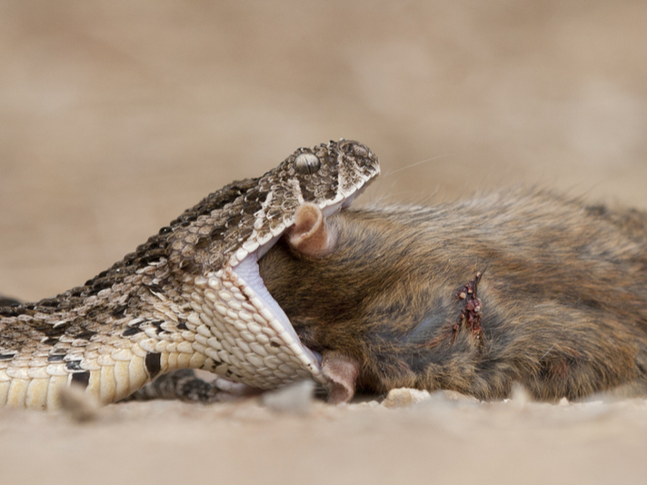 Puff adder