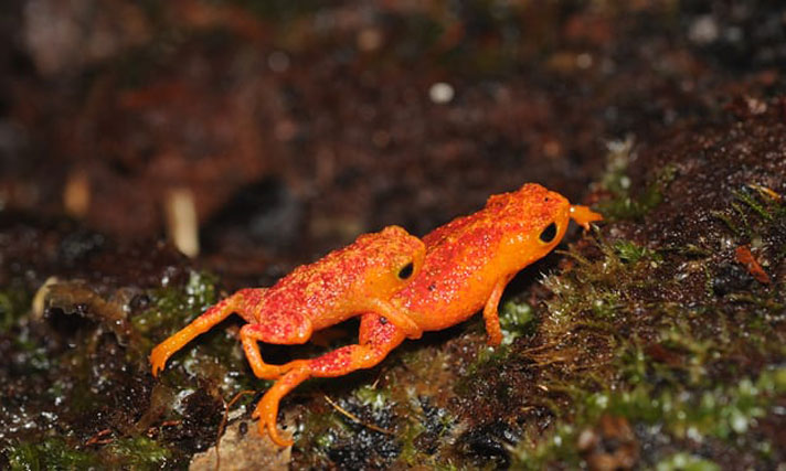 pumpkin toadlet , Brachycephalus ephippium