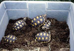 tortoises on sphagnum