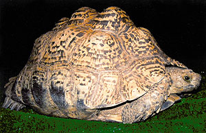 pyrimiding in tortoises