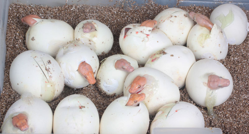 Python eggs hatching