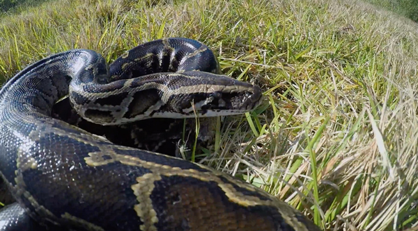 Burmese python