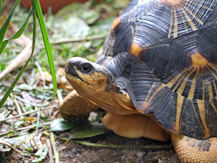 Radiated tortoise