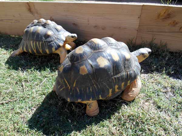 radiated tortoises
