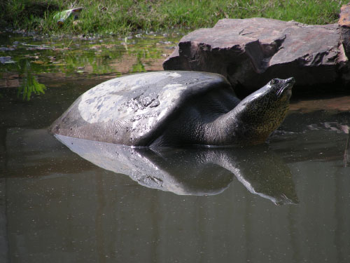 Yangtze giant soft-shell turtle