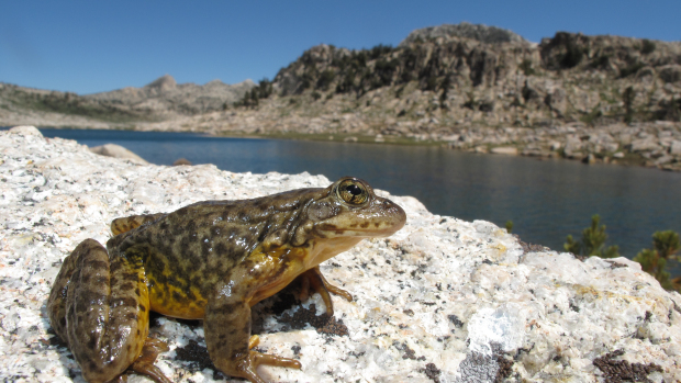 Sierra Nevada yellow-legged frog