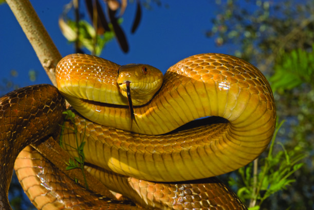 The metallic and blazing orange scales of Fea, the Baird's rat snake :  snakes