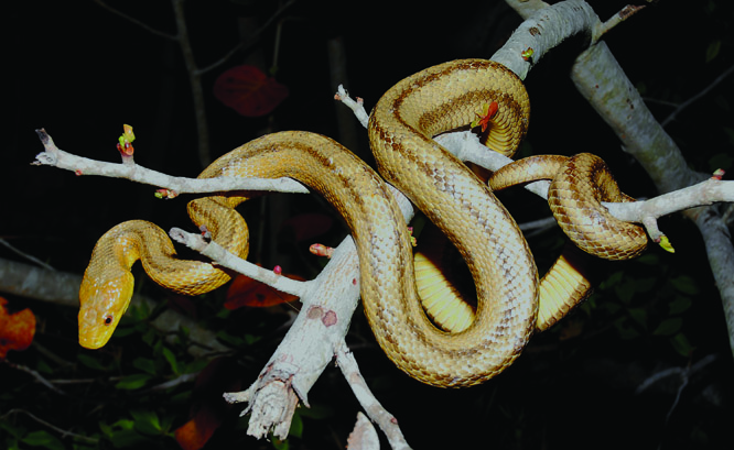 Rat Snakes Of The United States Reptiles Magazine