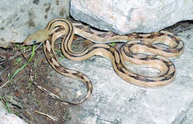 Trans-Pecos rat snake