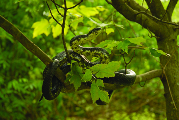 Black rat snake