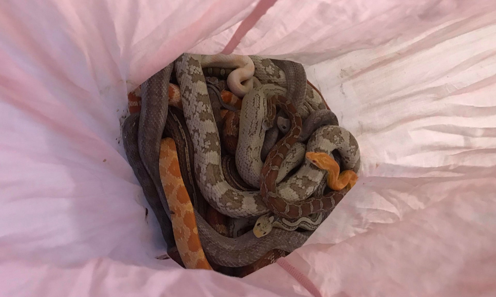 Corn snakes abandoned in England