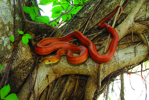 Everglades rat snake.