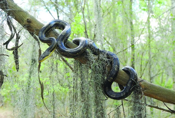 gray rat snake