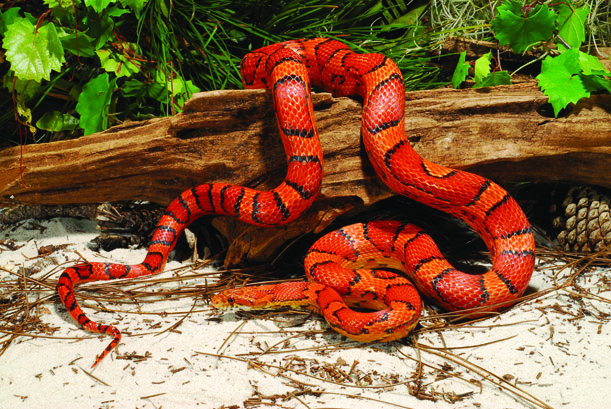 The metallic and blazing orange scales of Fea, the Baird's rat snake :  snakes