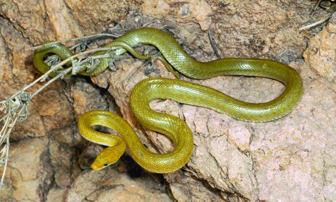 Green rat snake