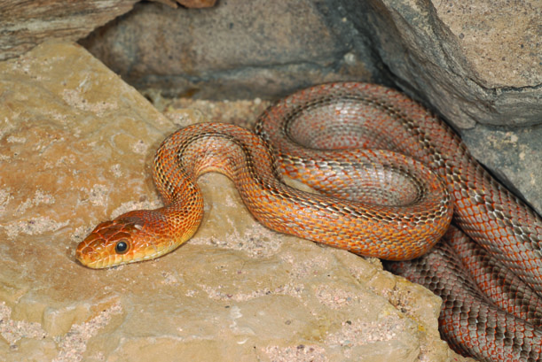 Baird's rat snake