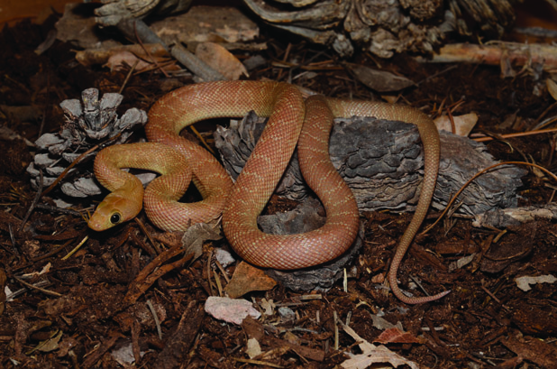 Baja rat snake