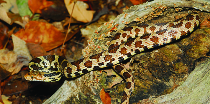 Eastern fox snake