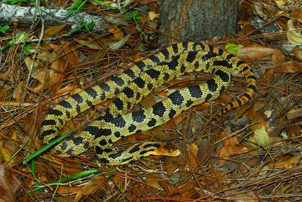 Western fox snake