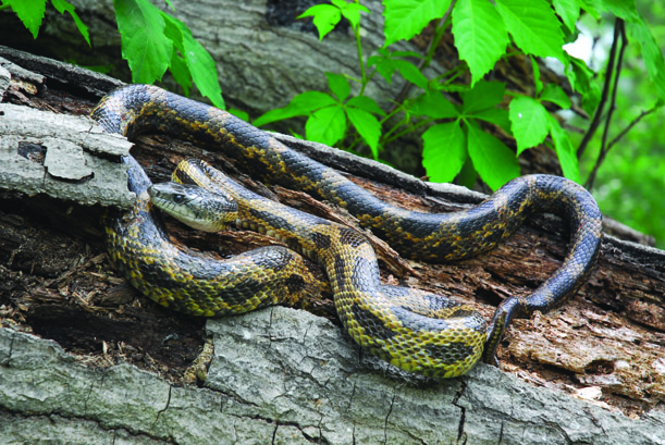 Texas rat snake