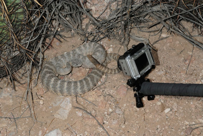 rattlesnake photographed using a gopro