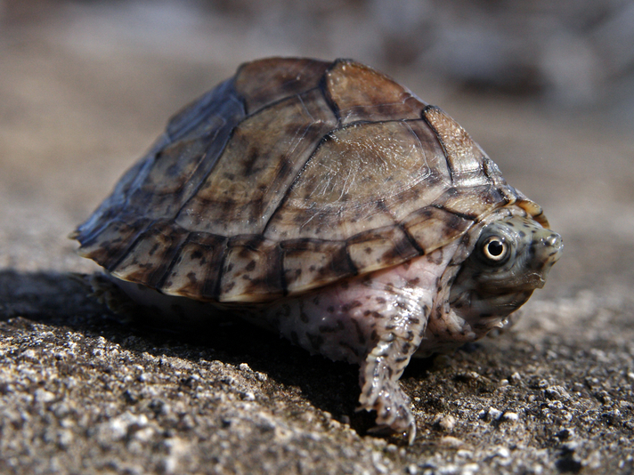Razorback musk turtle