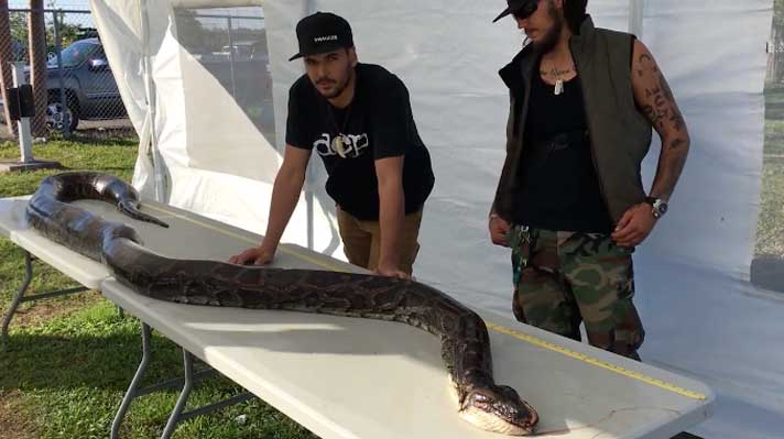 Burmese python captured and killed by Jason Leon