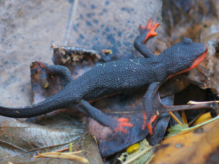 red-bellied newt