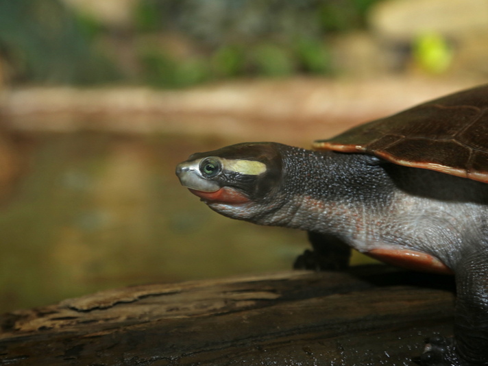 red-bellied short neck turtle