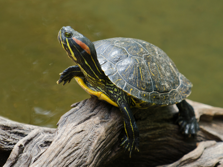 red eared slider