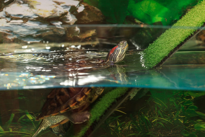 red eared slider